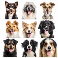 Set of different happy dogs portraits isolated on white background, created with generative AI photo