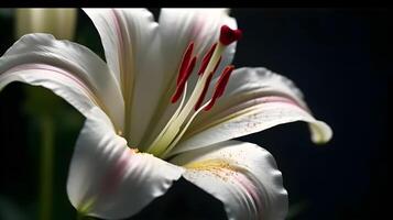 Close up white Madonna Lily flower on black background. AI Generated photo