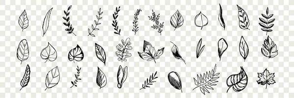 Different hand drawn tree leaves set collection vector