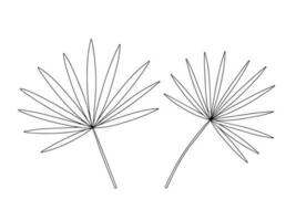 Vector chamaerops sketch set. Hand drawn black and white tropical leaves set