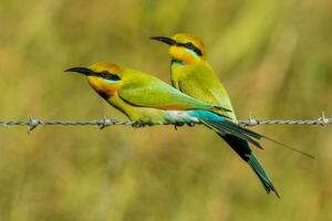 Rainbow Bee-eater in Australia photo