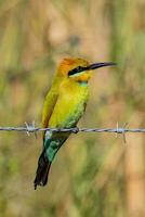Rainbow Bee-eater in Australia photo