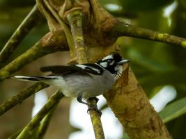 White-eared Monarch in Australia photo