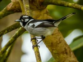 White-eared Monarch in Australia photo