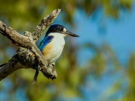 Forest Kingfisher in Australia photo