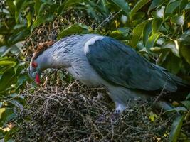 Topknot Pigeon in Australia photo