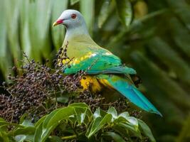 Wompoo Fruit-Dove in Australia photo