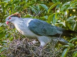 Topknot Pigeon in Australia photo