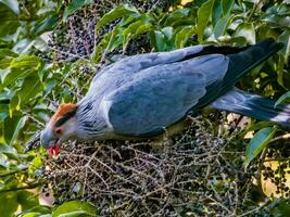 Topknot Pigeon in Australia photo