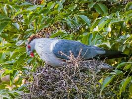 Topknot Pigeon in Australia photo