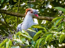 Topknot Pigeon in Australia photo