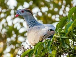 Topknot Pigeon in Australia photo