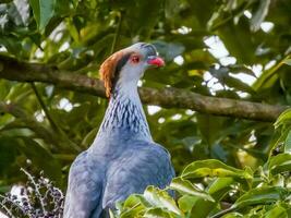 Topknot Pigeon in Australia photo