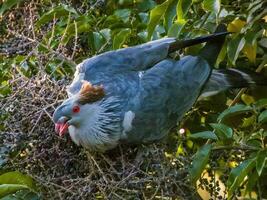 Topknot Pigeon in Australia photo