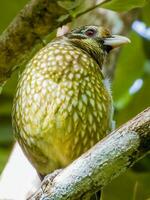 manchado pájaro gato en Australia foto