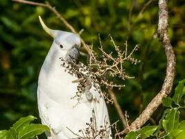 Sulphur-crested Cockatoo in Australia photo