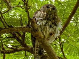 Barking Owl in Australia photo