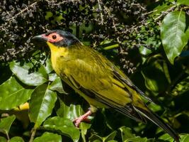 Australian Figbird in Australia photo