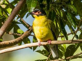 Australian Figbird in Australia photo