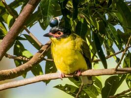 Australian Figbird in Australia photo