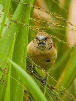 Scaly-breasted Munia in Australia photo