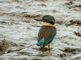 Sacred Kingfisher in Australia photo