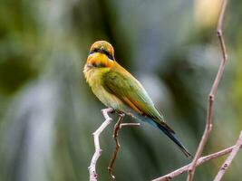 Rainbow Bee-eater in Australia photo