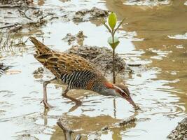 Buff-banded Rail in Australia photo