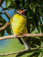 Australia Figbird in Australia photo