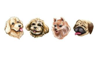 Set of watercolor portraits golden retriever, havanese, pomeranian and pug isolated on white background. vector