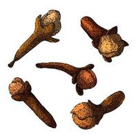 clove spice set sketch hand drawn vector