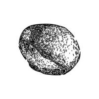 natural guarana fruit sketch hand drawn vector
