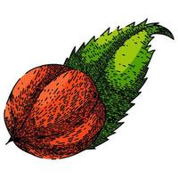 fresh guarana fruit sketch hand drawn vector