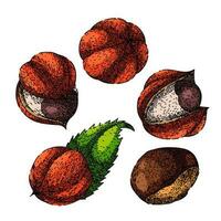 guaraná Fruta conjunto bosquejo mano dibujado vector