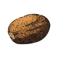 ingredient nutmeg spice sketch hand drawn vector