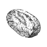 nut nutmeg spice sketch hand drawn vector