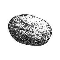 ingredient nutmeg spice sketch hand drawn vector