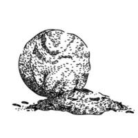 ground nutmeg spice sketch hand drawn vector