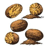 nutmeg spice set sketch hand drawn vector