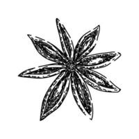 ingredient anise star sketch hand drawn vector