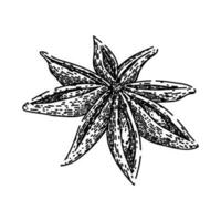 spice anise star sketch hand drawn vector