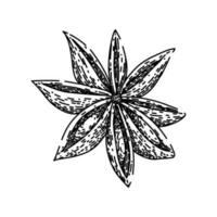 brown anise star sketch hand drawn vector