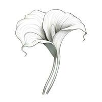 bouquet Calla Lily flower ai generated photo