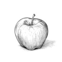 fruit apple aesthetic photo