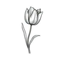 background blooming tulip ai generated photo
