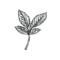 leaf peppermint ai generated photo