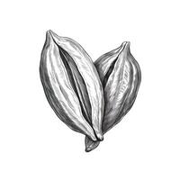 hazel cocoa nut photo