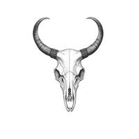 bull Longhorn Skull horn ai generated photo