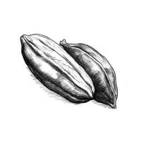 pea cocoa nut photo