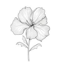 drawing Begonia flower ai generated photo